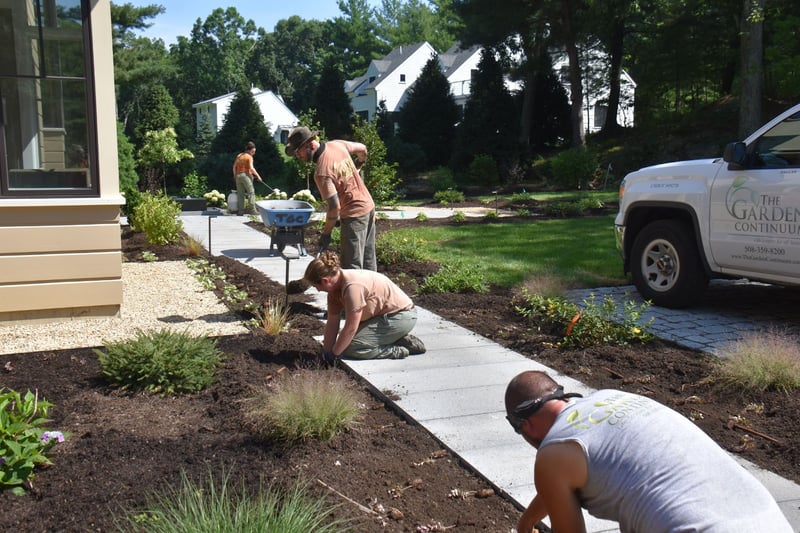 planting-perennial-plugs