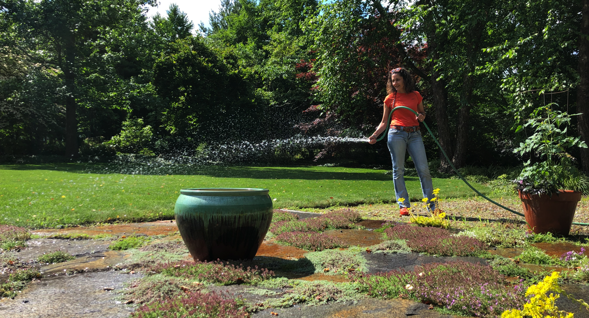 Once-weekly-deep-drink-of-water-for-the-Thyme-planted-between-Goshen-Stones