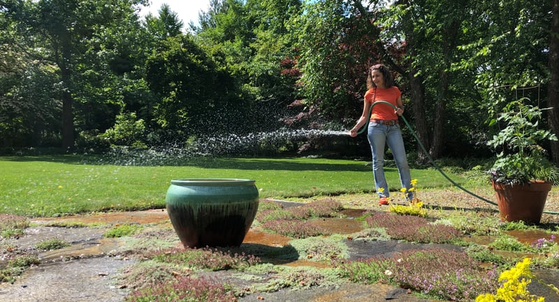 Once-weekly-deep-drink-of-water-for-the-Thyme-planted-between-Goshen-Stones