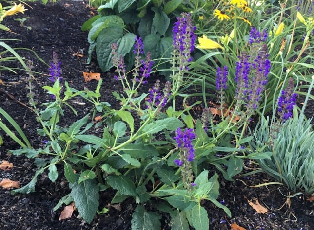 How To Deadhead Salvia